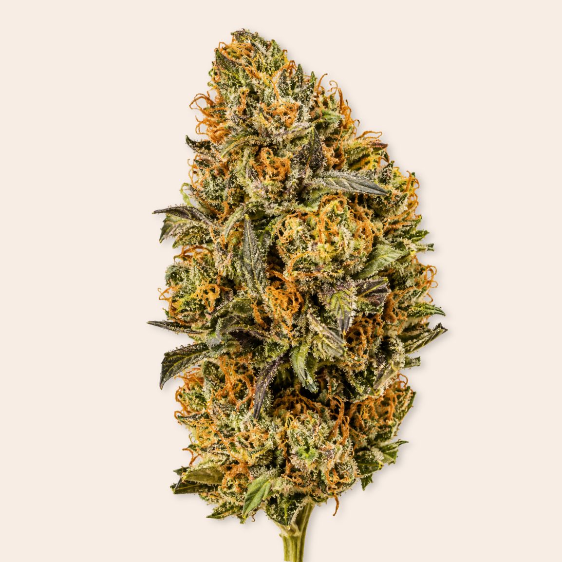 Fleurs de CBD